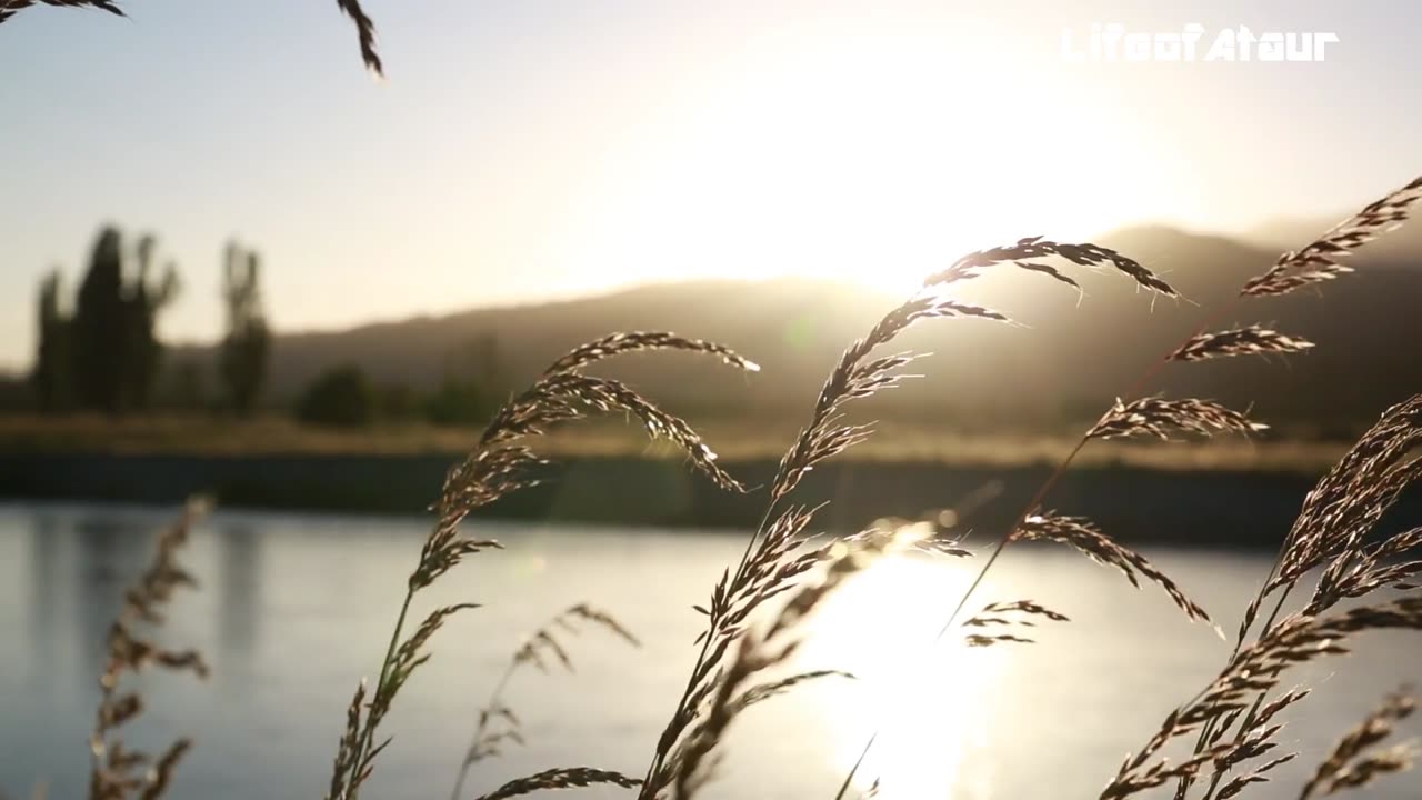 The Fascinating Journey of Wheat | #TrendingShorts #WhatsappStatus @LifefoAtaur