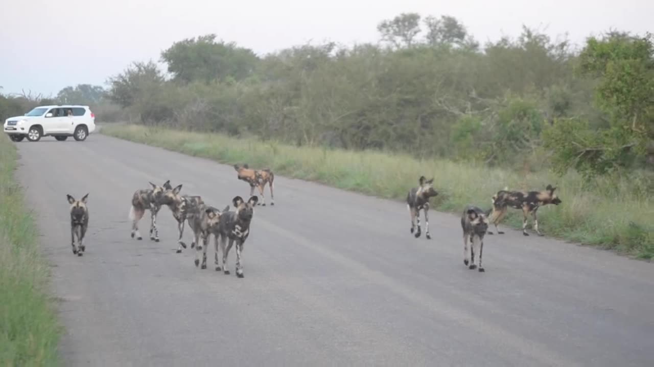 Elephants Teach Wild Dogs a Lesson