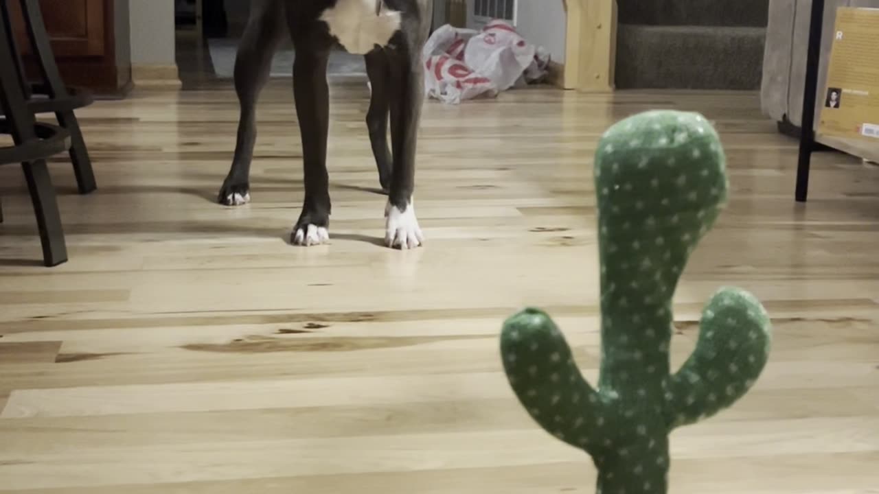 Nervous Pittie Confronts Talking Cactus Toy