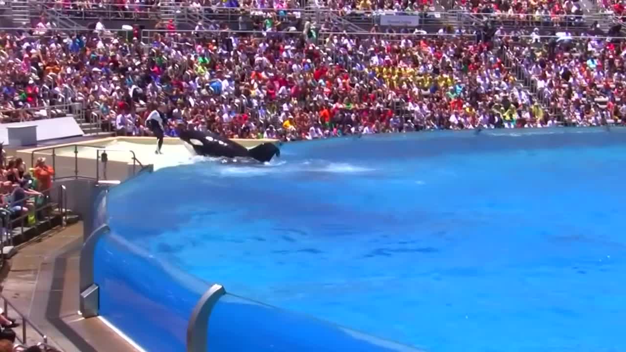 Seaworld SHAMU Killer Whale Show