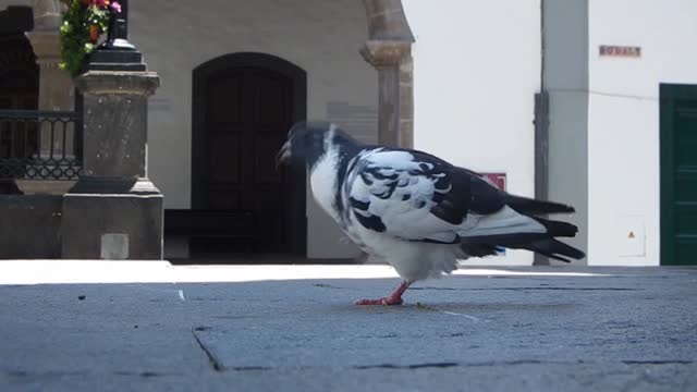 Pigeons Walking Around Looking For Food