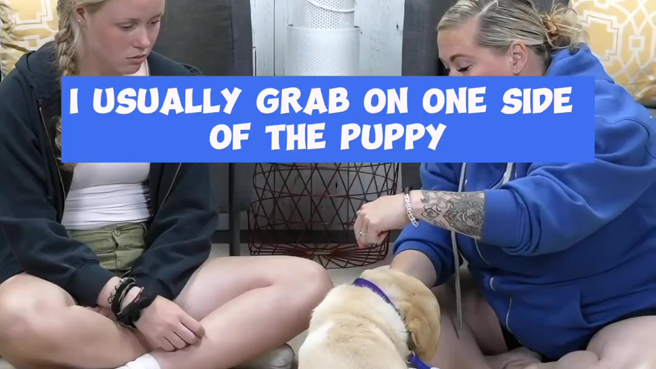 The PERFECT Tool For Puppy Biting Training