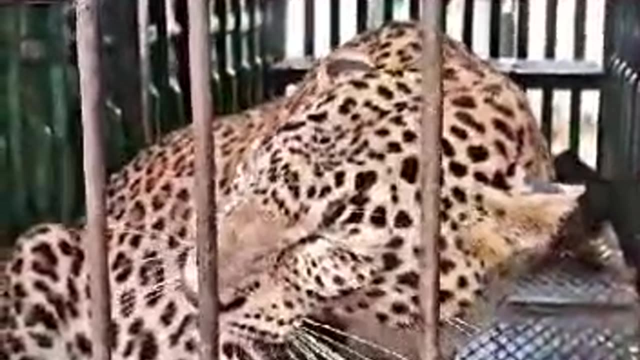Angry animal