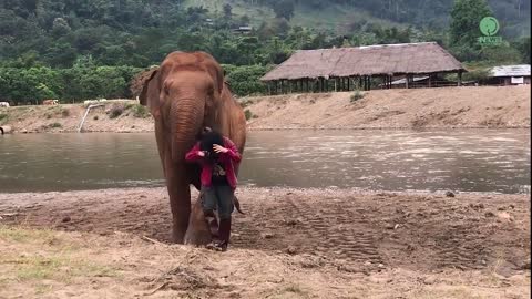 Elephant acts protective over her favourite person