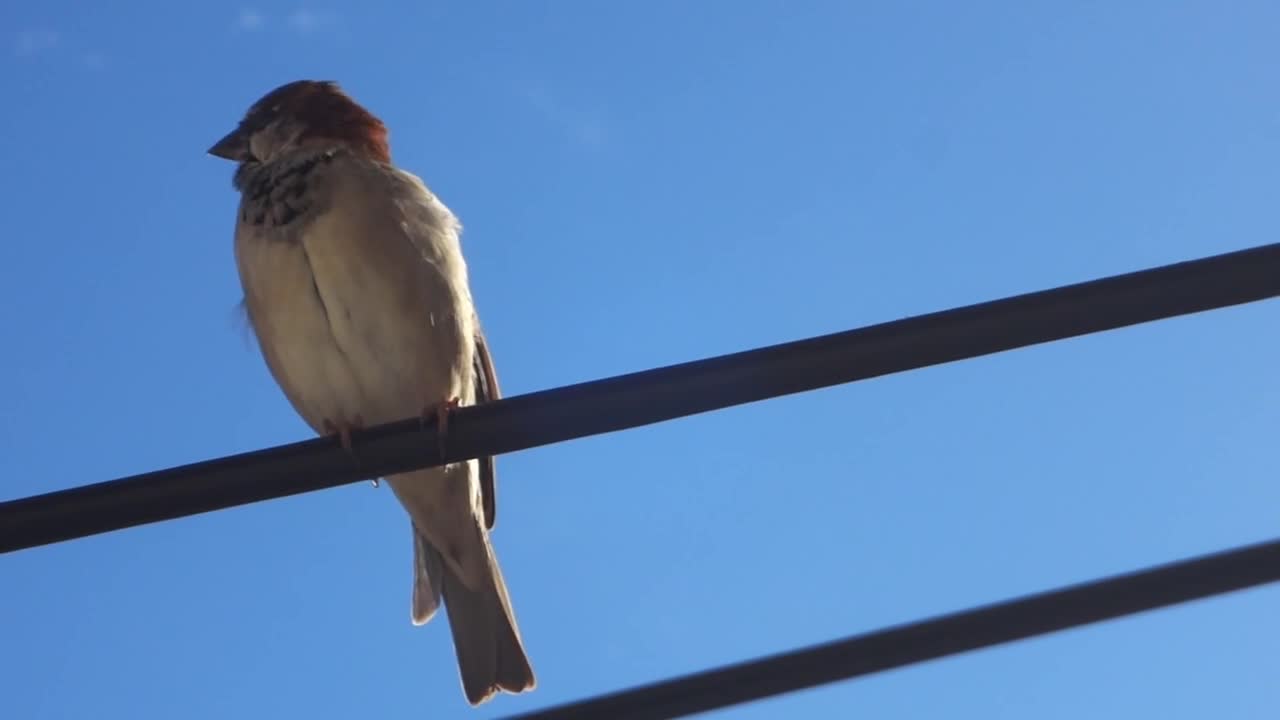 Sparrow Bird Animals Tropical Birds