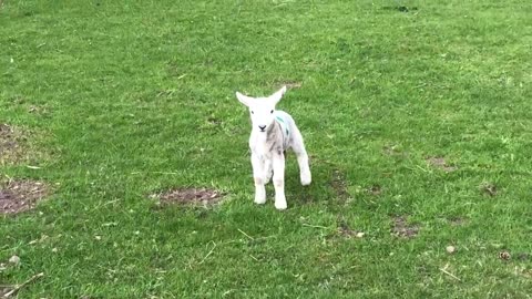 Cute baby lamb has a loud baa