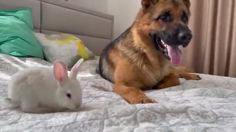 German Shepherd Confused by Baby Bunny