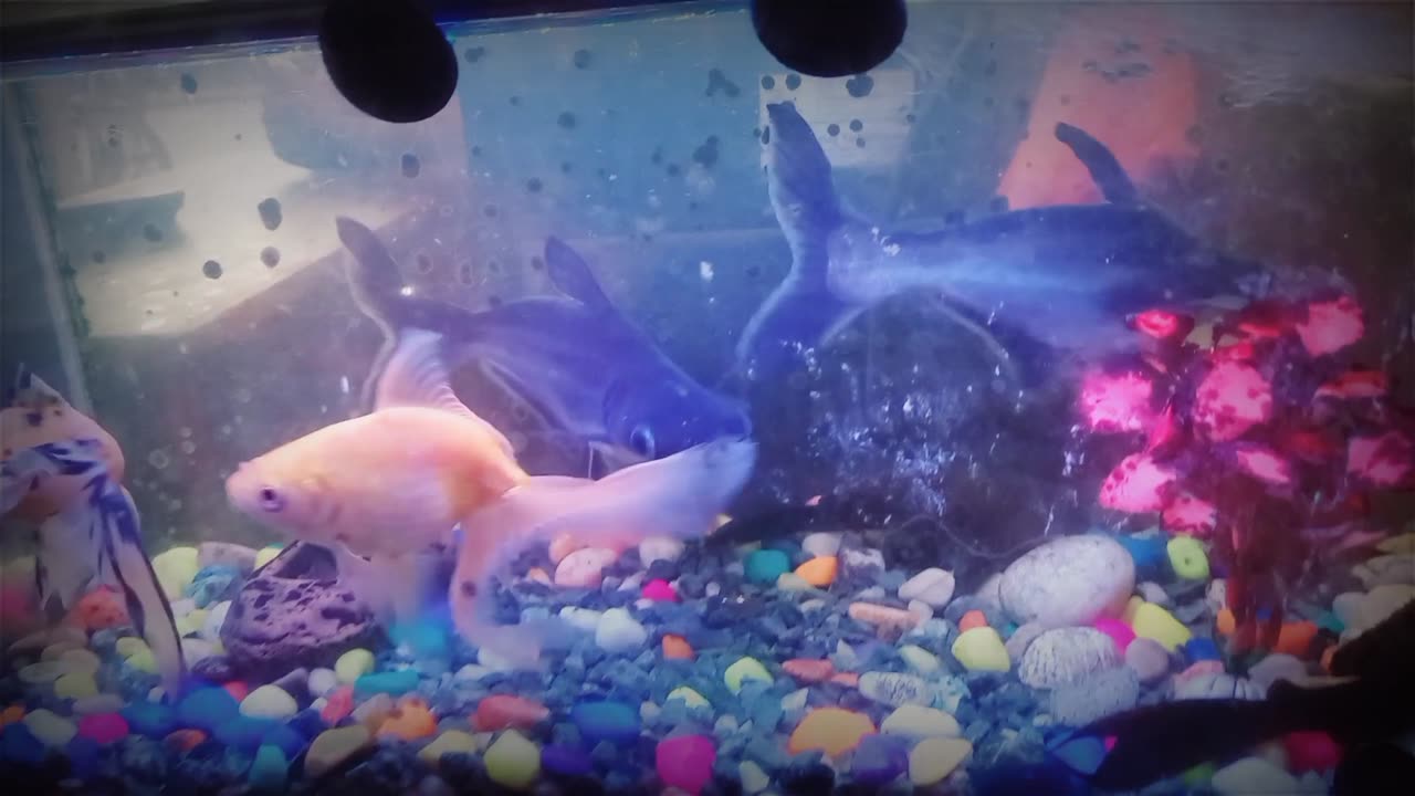 A fish in entertainment.