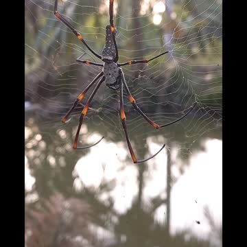 tropical spider