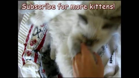 Best Funny Animal Videos Of The 2023 🤣 - Funniest Cats And Dogs Videos 😺😍
