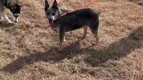 #10 Female blue heeler #11 Male tan and black #39 Male Husky Jan 2022