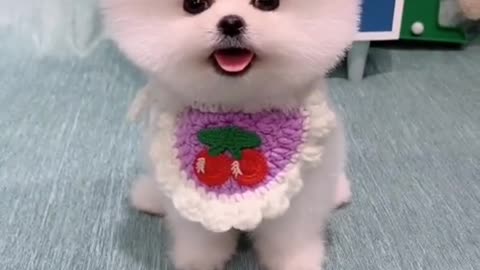 Baby Dogs - Cute and Funny Dog