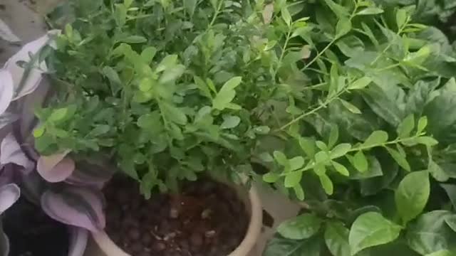 star shaped green plants