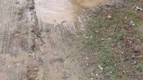 My son stuck in muddy puddles! So cute!