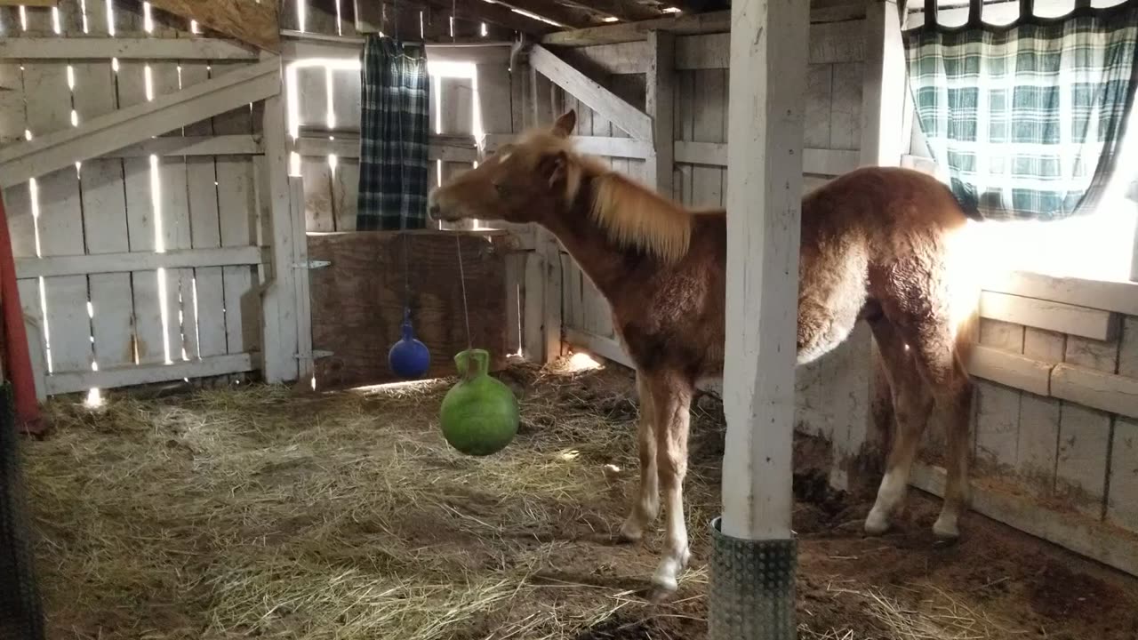 Ball on a string