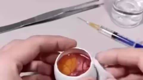 How A Chick Born From A Egg 🐣 - Interesting Video - 😱