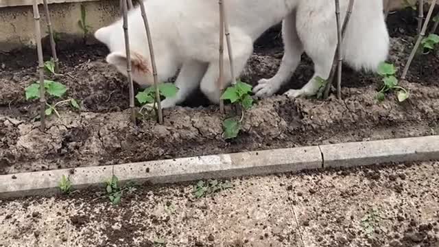 Samoye Jam has a silly dog