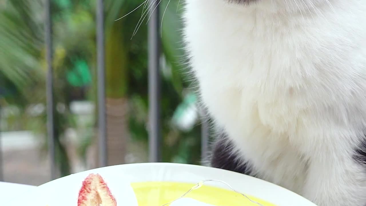 Cat chef makes Marshmallow cookies with dried fruit!🥝🍓_(ASMR)_#tiktok #shorts#cat#pet#marshmallow