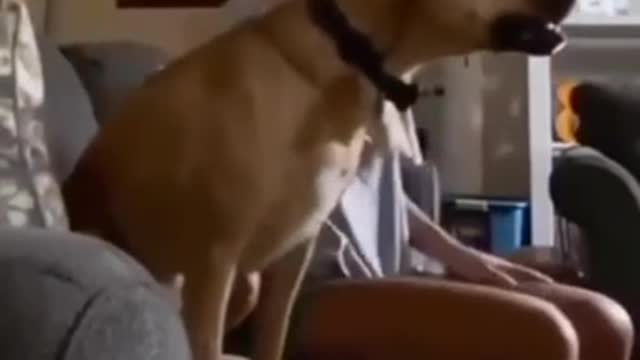 GOOD BOY LOVES FOOTBALL (SOCCER) 😍😂 (FUNNY ANIMALS VIRAL)