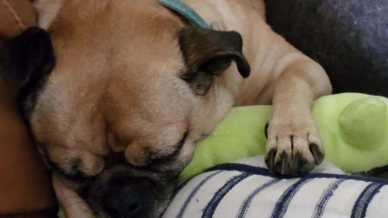 Snoring Chug