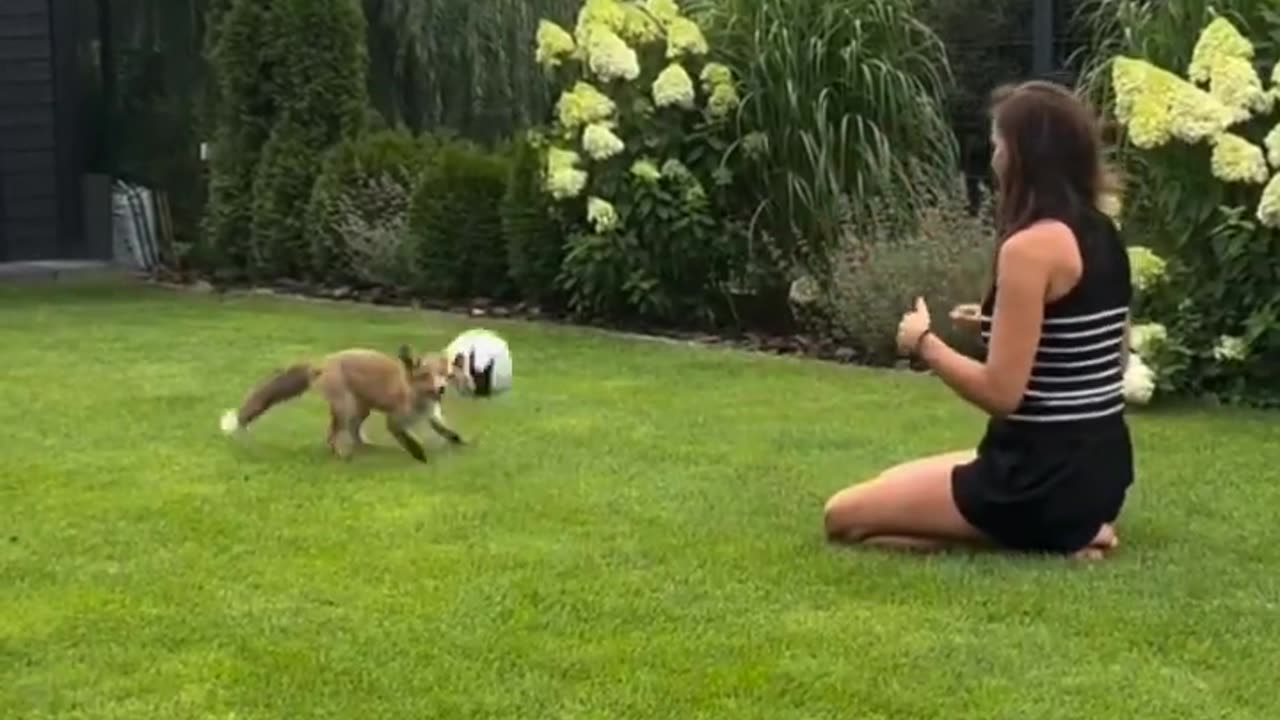 Playing with a fox kit..🦊⚽😍