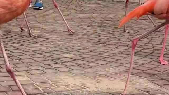 The long-legged # Flamingo the envy of all girls