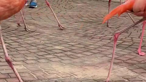 The long-legged # Flamingo the envy of all girls