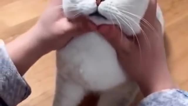 Most Satisfying Funny Cat Video 😂😂😂