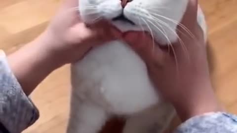 Most Satisfying Funny Cat Video 😂😂😂