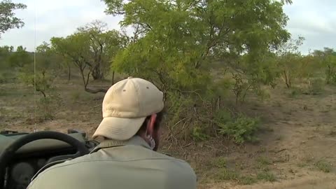 NAT GEO LIONS OF SABI SANDS