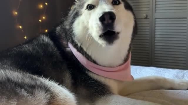 Meekathehusky always do this when she wants to help herself