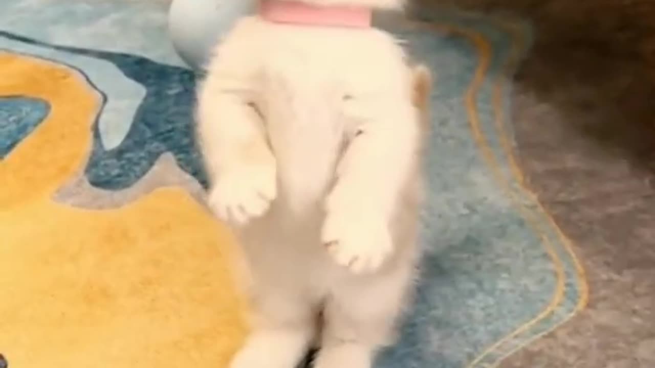 The latest collection of Funny Cat Videos