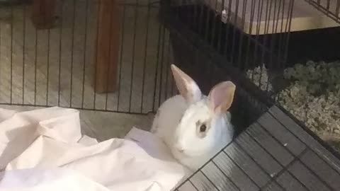 Silly bunny