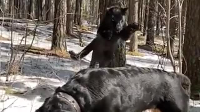 Black panther vs Rottweiler