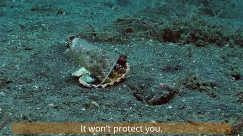 Diver convince octopus to trade his plastic cup for a seashell