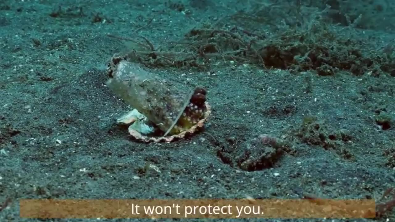 Diver convince octopus to trade his plastic cup for a seashell