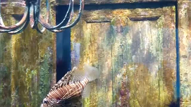 Devil Firefish