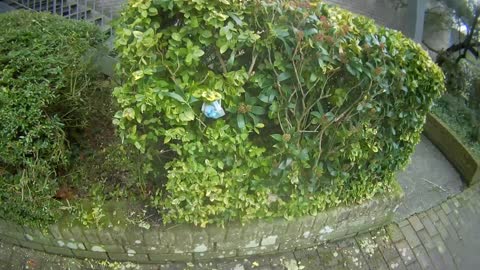 Barnstaple Covid used Masks dumping area
