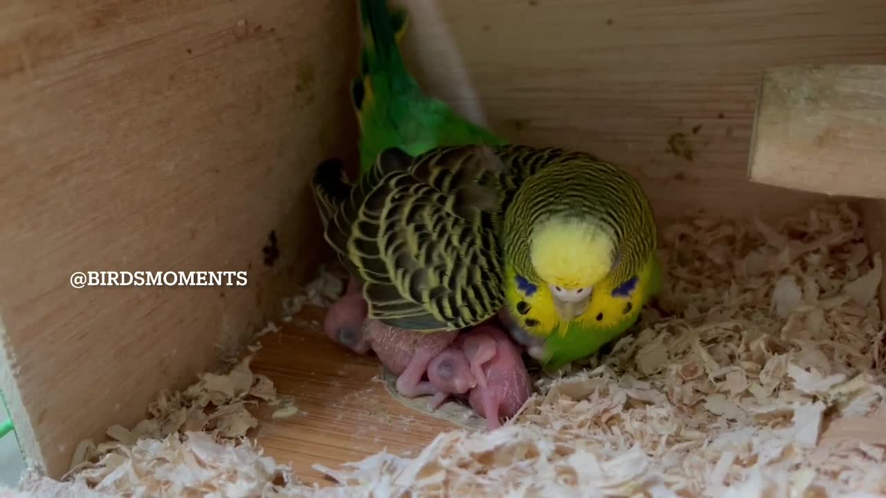 Midori the budgie with her three babies