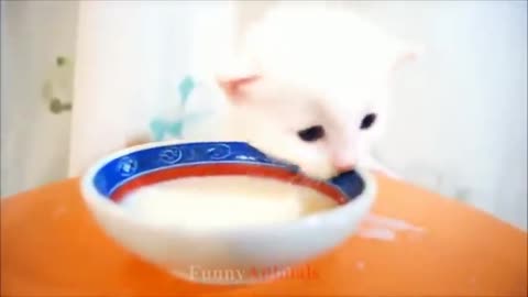 funny cattsssss