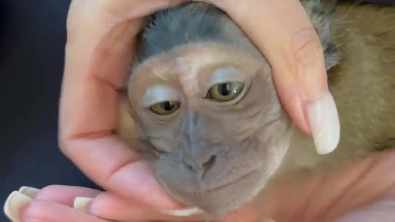 funny monkey