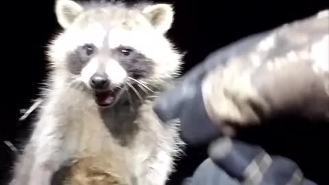 1905# Cute little Baby Raccoon