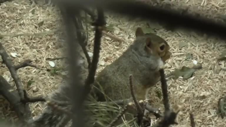 Squirrels show flexibility and persistence when foraging