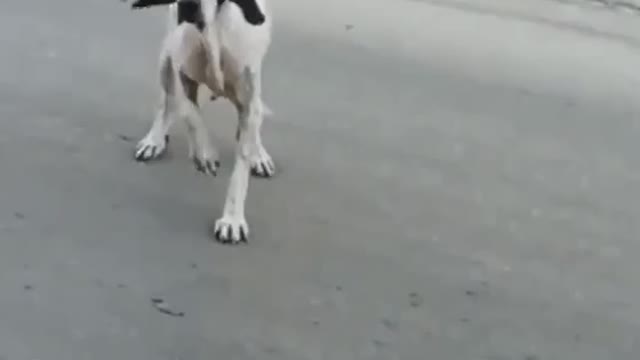 Russians Dog with unbelievable stunt. Who can believe this?