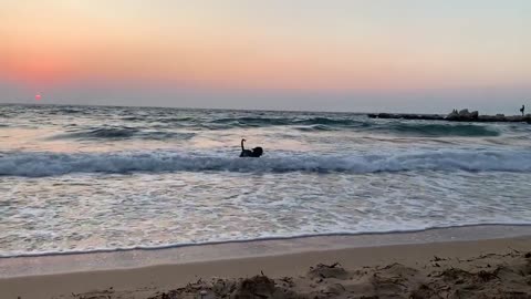 Beach Dog Sea Pet Sand Animal Nature Summer