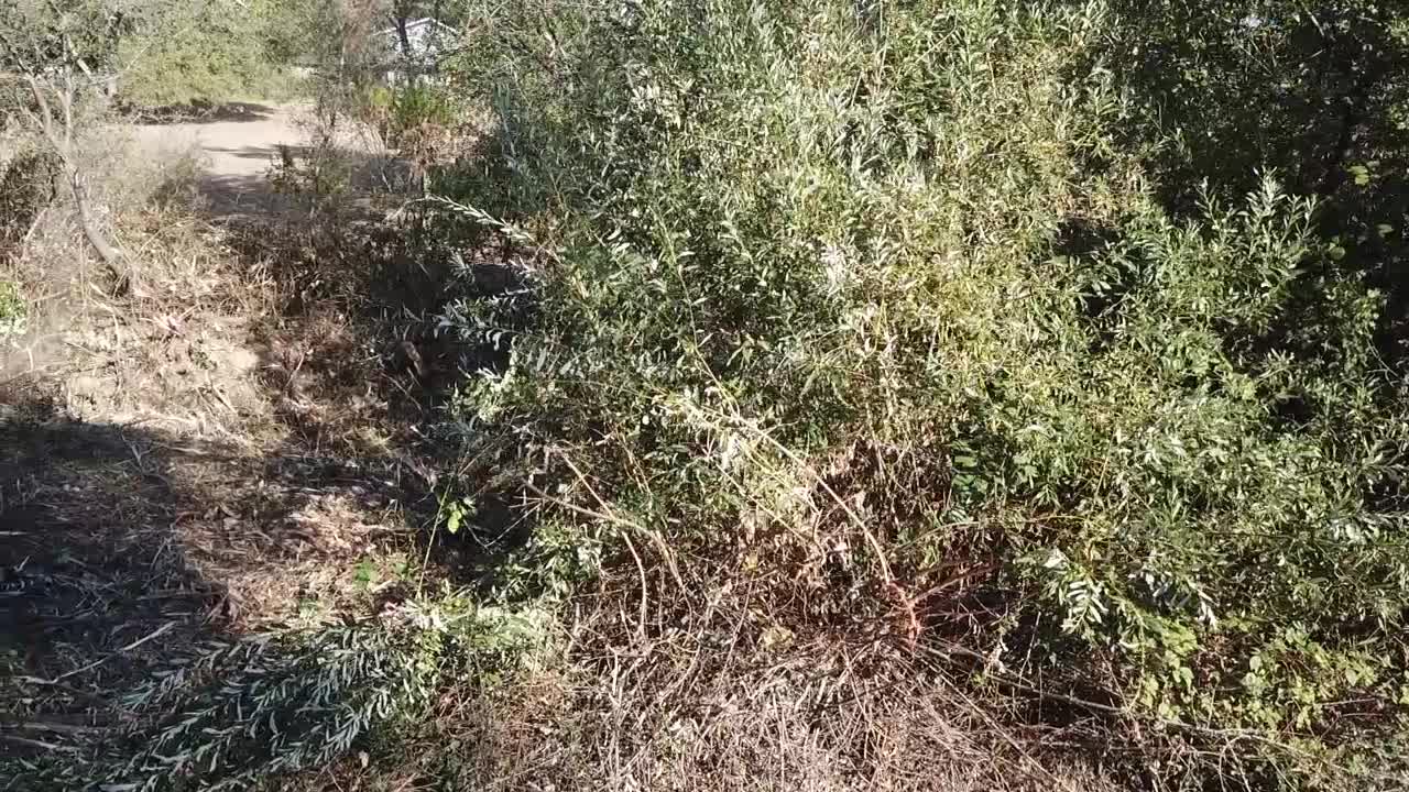 Scotts Brush Remover