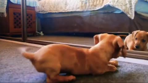 Funniest Animal