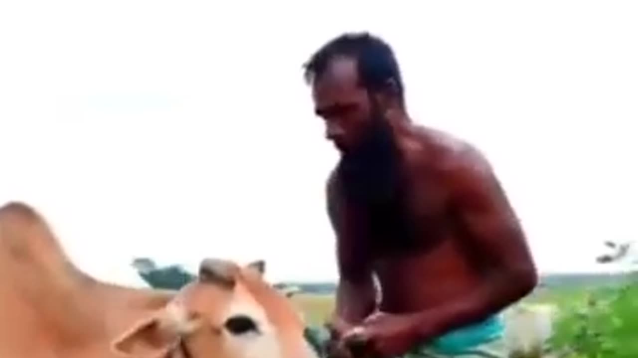 Cow & His Owner