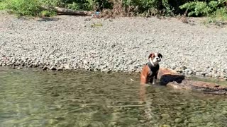 Boxer Puppy Swims for the First Time