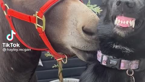 Donkey and Dog